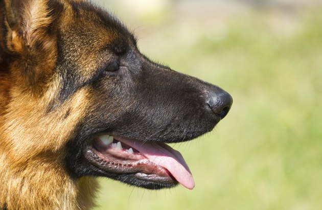 German Shepherd Dogs