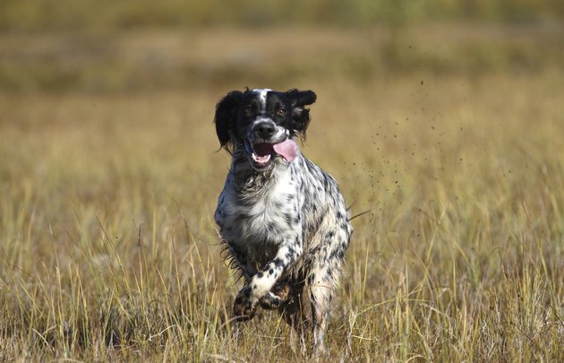 Running dog.