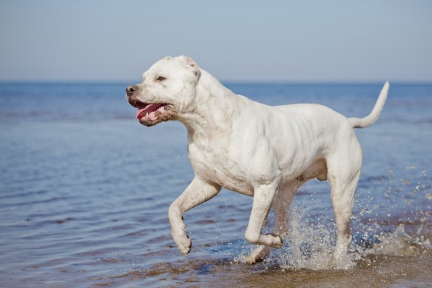 dogo argentino dog running