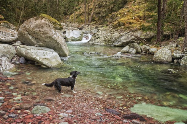 Border Collie dog paddles in the Tartagine river in Corsica