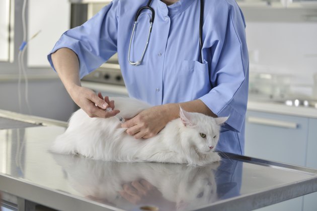Maine Coon Cat at Veterinarian Clinic