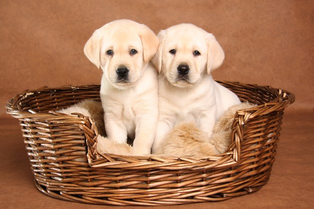 Two lab puppies 1