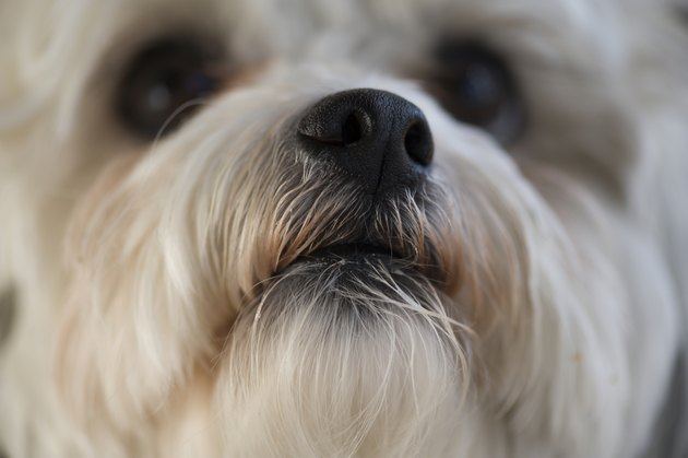 Close-up of a puppy, Lake of the Woods, Ontario, Canada
