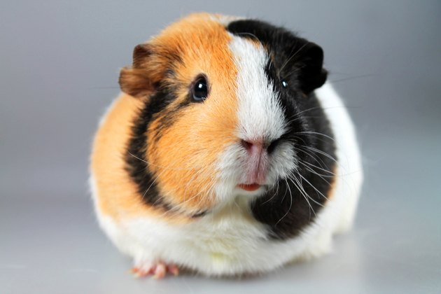 How to Treat a Constipated Guinea Pig | Cuteness