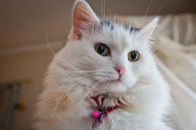 Can I Feed My Cat Tuna? | Cuteness