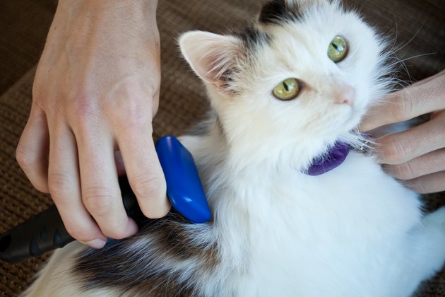 how-to-treat-dry-skin-on-a-cat-cuteness