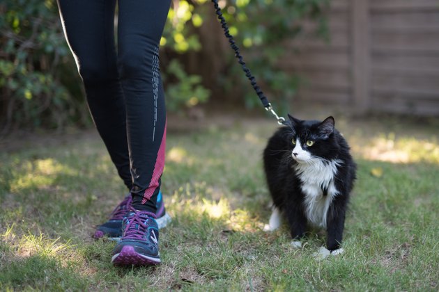 Why You Should Walk Your Cat Cuteness