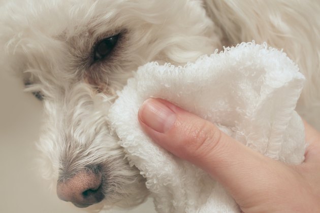 dog-tear-stains-causes-treatment-and-prevention-petmd