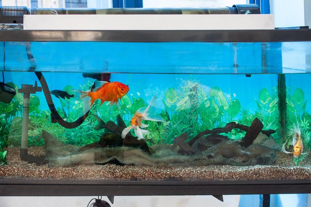 how to stop your fish tank from smelling