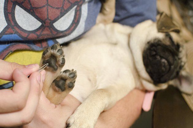 what-are-the-treatments-for-a-cut-on-a-dog-s-paw-pad-cuteness