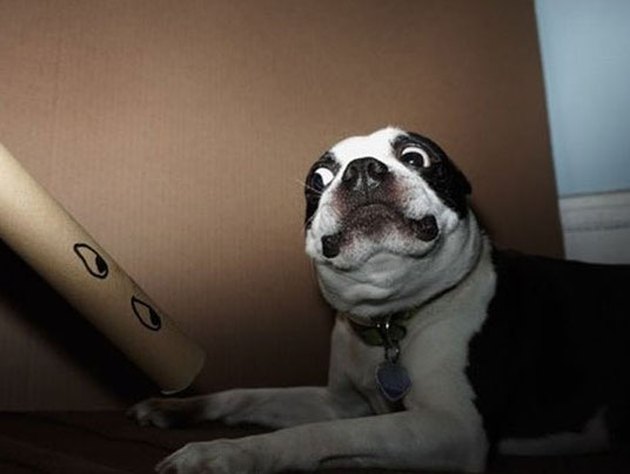 15 Dogs Who Are Afraid Of Harmless Things Cuteness