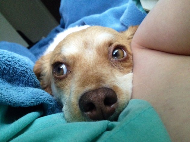20 Dogs Who Would Like You To Wake Up Now Cuteness