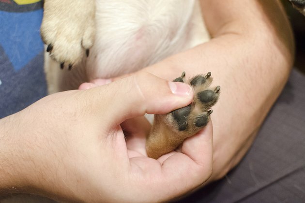 what-are-the-treatments-for-a-cut-on-a-dog-s-paw-pad-cuteness