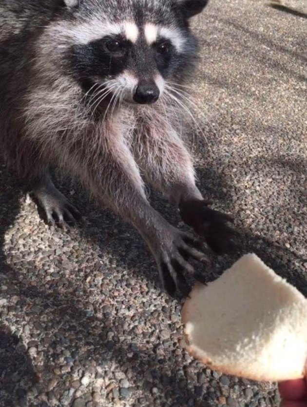 Teen’s Friendship With Raccoon Family Is The Relationship We All Need ...