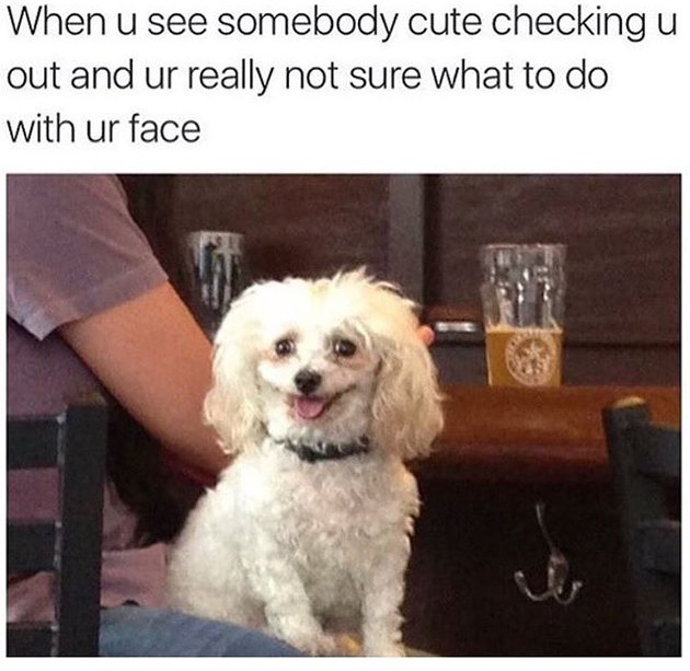 17 Super Wholesome Dog Memes To Warm Your Heart | Cuteness