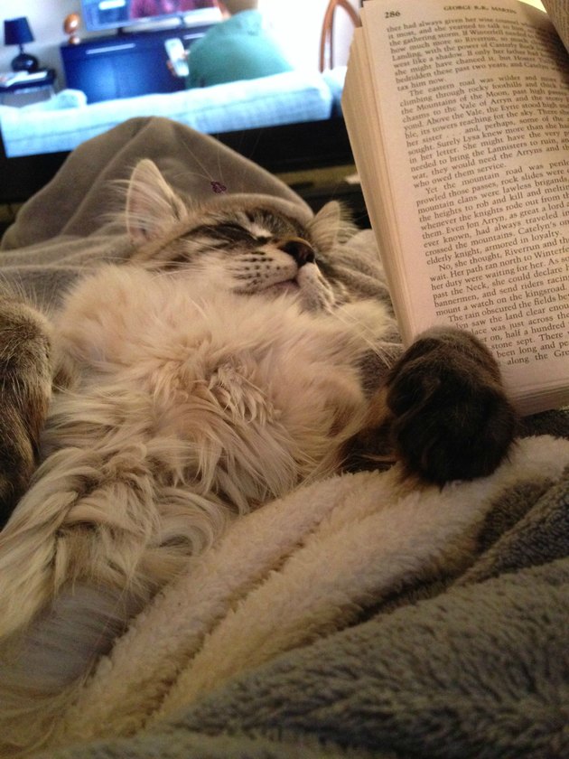 18 Things People Who Grew Up With Cats Will Understand Cuteness