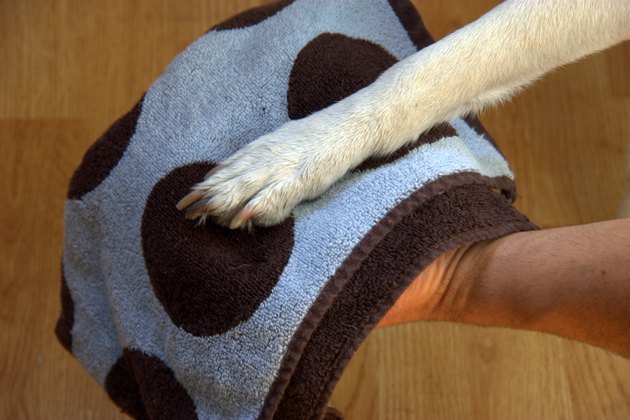 how-to-soak-a-dog-s-feet-in-epsom-salts-cuteness