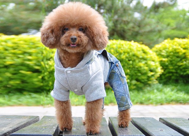 18 Dogs In Jean Shorts Who Are Ready For Spring Break | Cuteness
