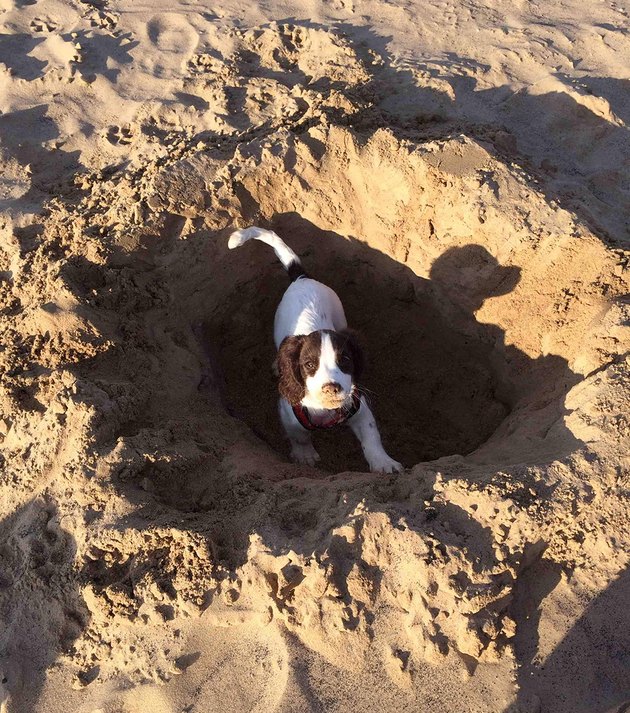 The 29 Most Outstanding Holes Dug By Dogs In 2017 Cuteness