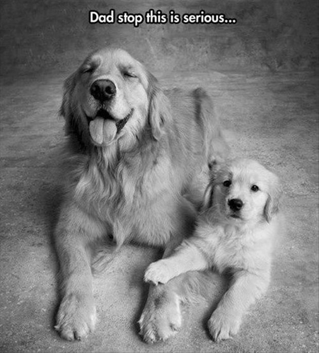 16 Dogs To Share With Your Dad | Cuteness
