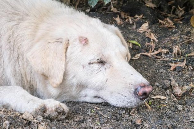 How to Tell if a Pet has a Spider Bite | Cuteness