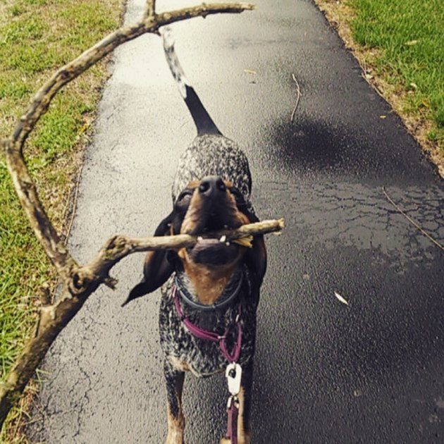 15 Dogs Carrying Huge Sticks Cuteness