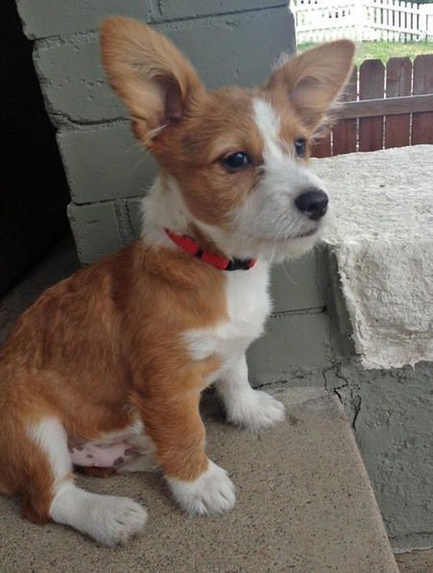 These 26 Corgi Mixes Prove The Best Things In Life Come In Small