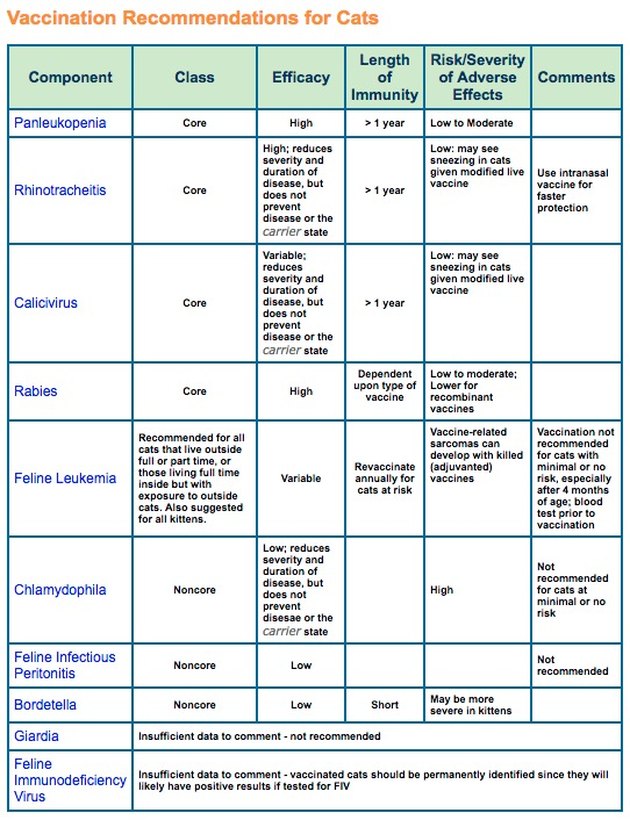 What Is the Vaccination Schedule For Cats & Kittens? | Cuteness