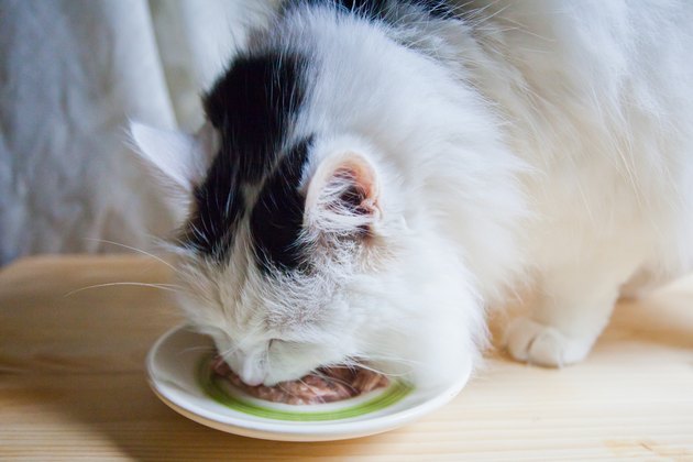 Can I Feed My Cat Tuna? Cuteness
