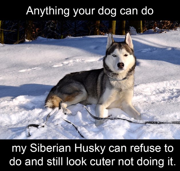 22 Hilarious Memes For Anyone Who Loves Huskies | Cuteness