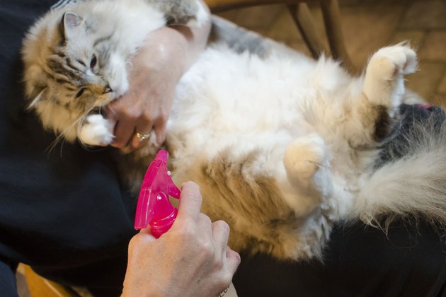 How to Use Lemon Spray to Kill Fleas on Cats Cuteness