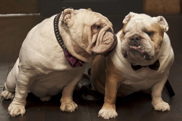 English Bulldog Ear Cleaning Cuteness