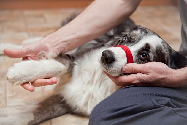 how-to-bandage-a-dog-s-broken-toe-cuteness