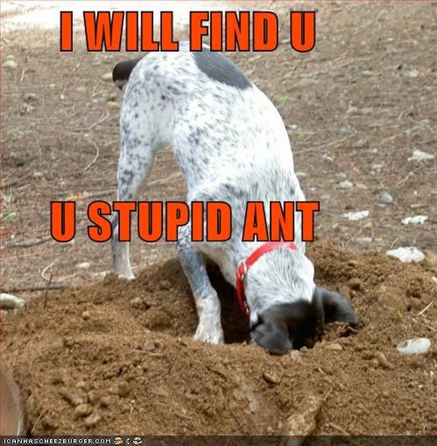 24 Dogs Who Are Digging Very Important Holes | Cuteness