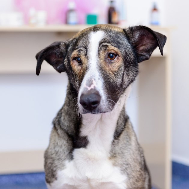 how-to-treat-mucus-in-a-dog-s-stool-cuteness