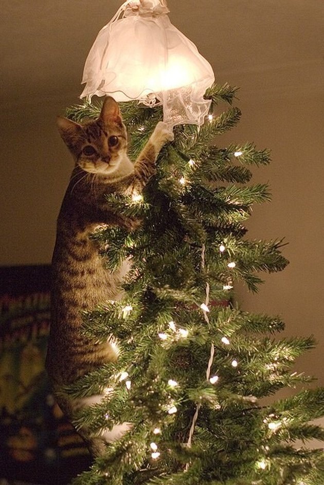 Wreck The Halls 12 Pictures Of Cats Destroying Christmas Trees Cuteness   E0f86b49 5f58 4caf 9715 93ef658e3a60 