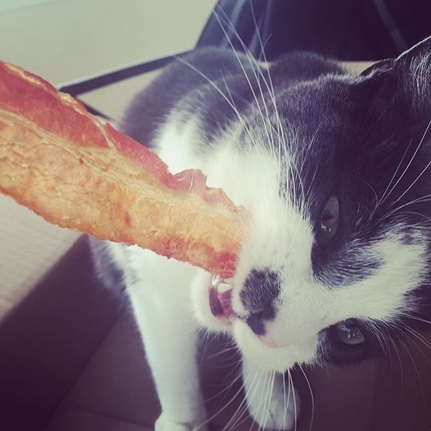 Can Cats Eat Bacon? Cuteness