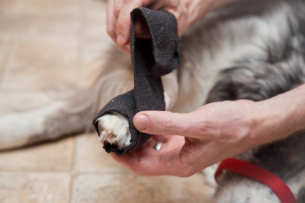 how-to-bandage-a-dog-s-broken-toe-with-pictures-ehow