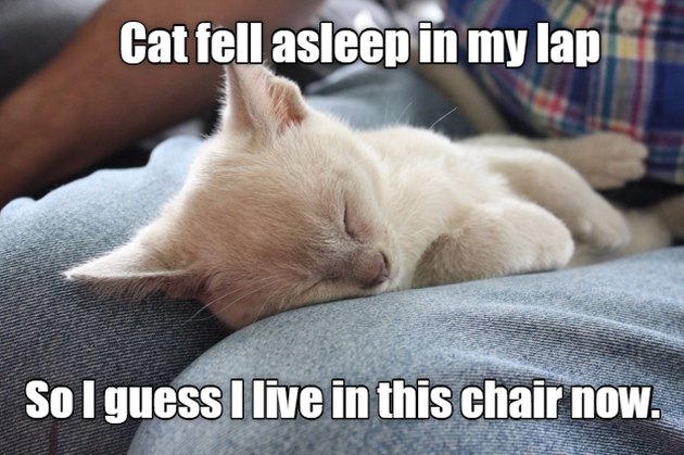 14 Memes That Are SO True For Cat People | Cuteness