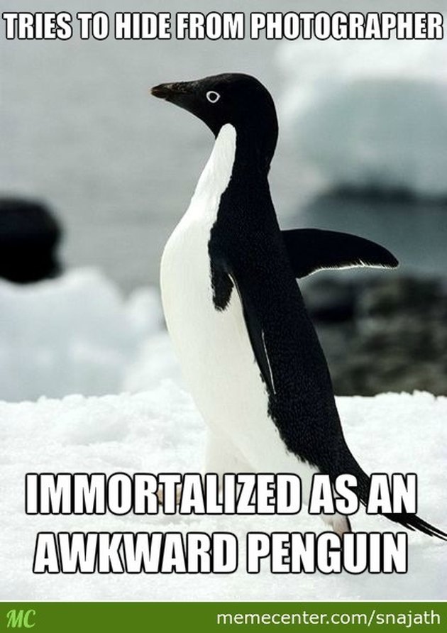 24 Memes That Prove Penguins Are The Funniest Animals On Earth | Cuteness