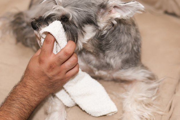 how-to-clean-dog-eye-discharge-using-home-remedies-cuteness