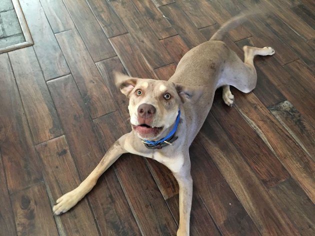 19 Dogs Who ARE SO EXCITED To Go On A Dang Heckin’ Walk | Cuteness