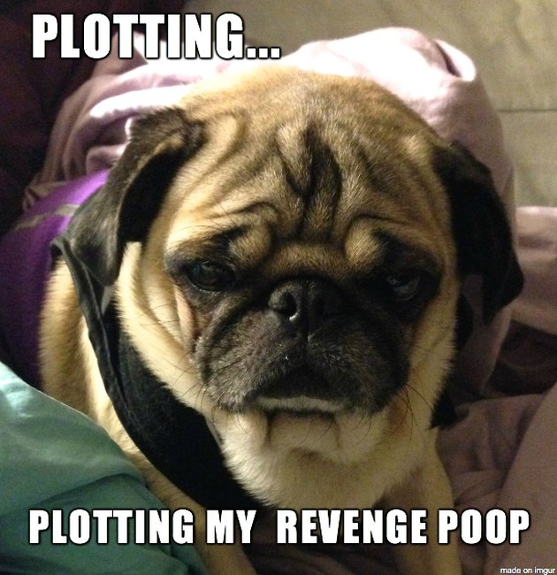 17 Pets Who Are Going To Poop On The Floor As Soon As You Turn Your ...