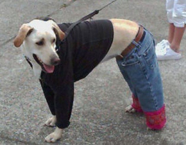 dog video shorts