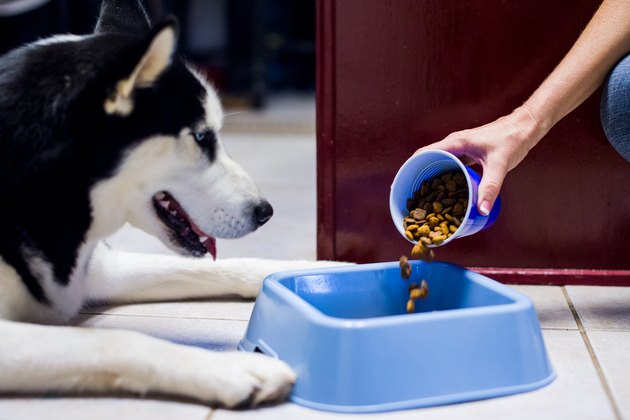 how-to-get-a-picky-dog-to-eat-cuteness