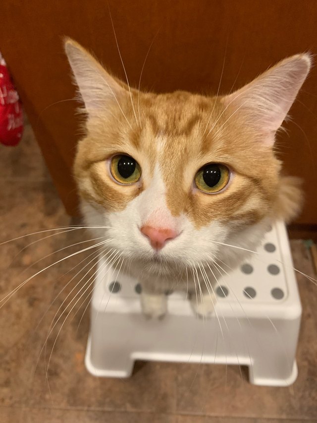 cat with HUGE head