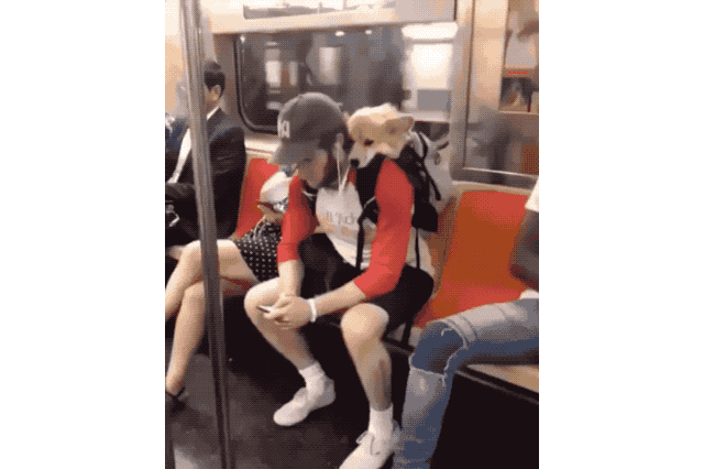 18 Dog GIFs You Need to See Right Now
