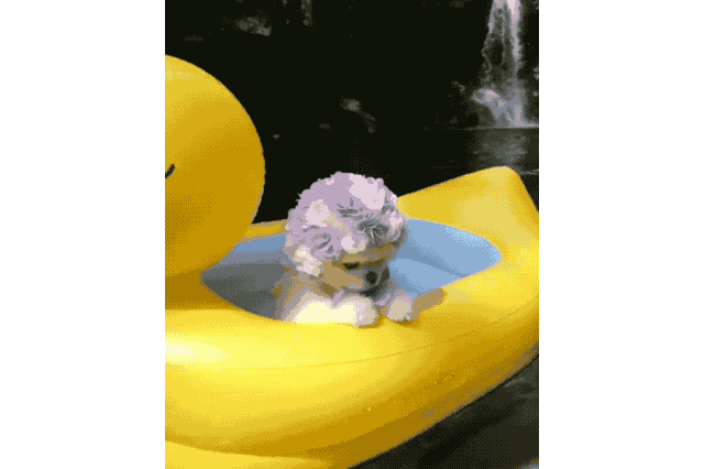 18 Dog GIFs You Need to See Right Now