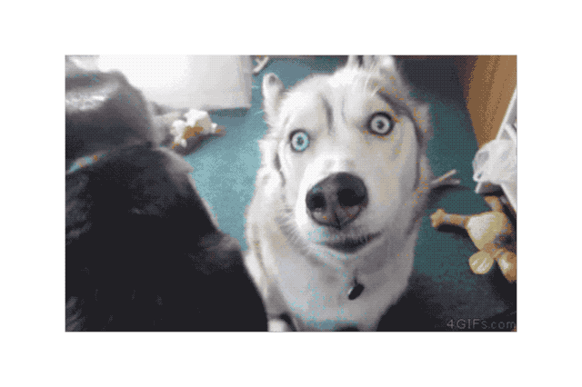 18 Dog GIFs You Need to See Right Now