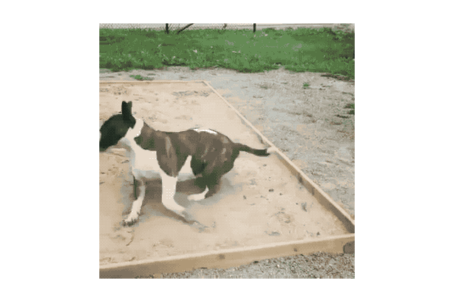 18 Dog GIFs You Need to See Right Now